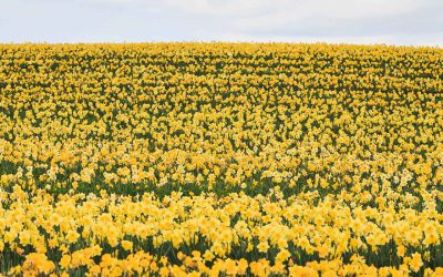 Spring is here!